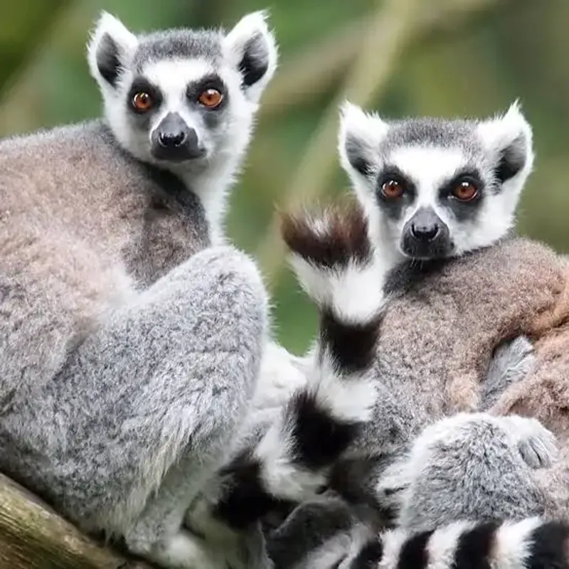7-Days Rainforests and Southern Highlands Cultural Tour