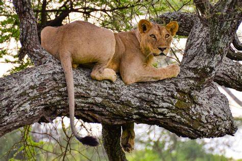 5 DAYS SAFARI TANZANIA