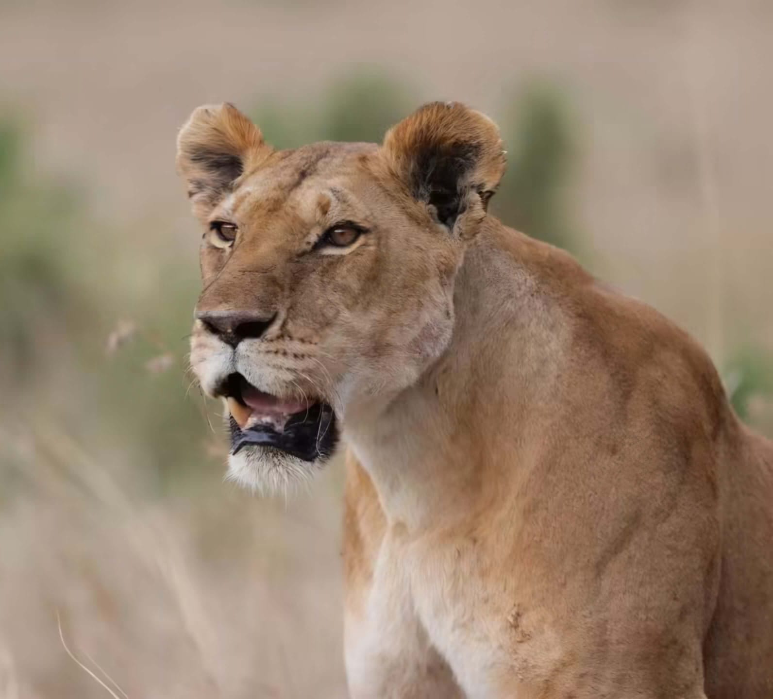 4 Day Masai Mara and Lake Nakuru