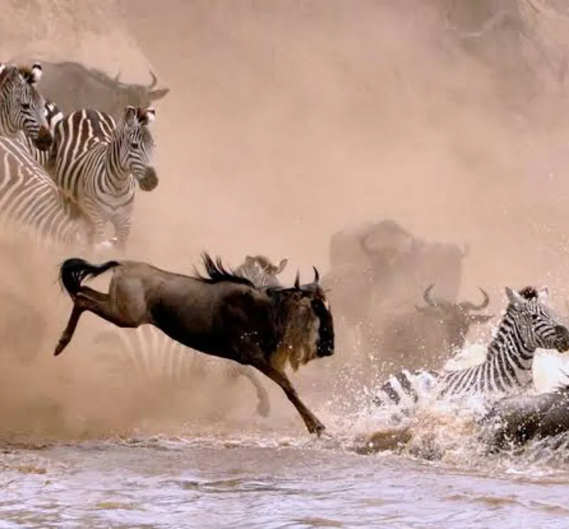 8 Days Mid-Range Lodge Safari Tanzania – Serengeti Great Migration (July –October)
