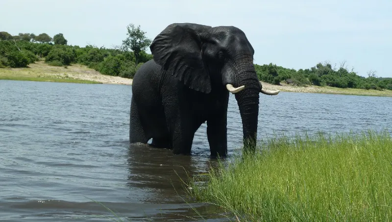10 Nights 11 days Elephant Safari