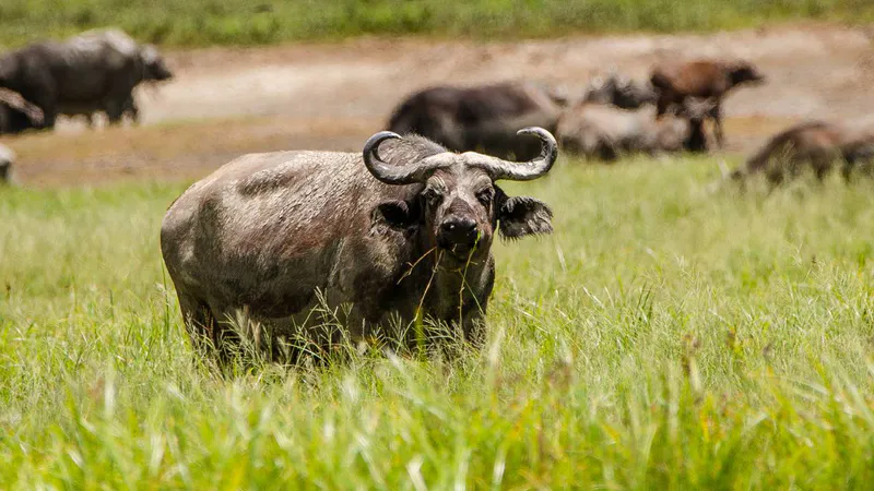 9 Day - Tanzania Wildlife & Culture - Midrange
