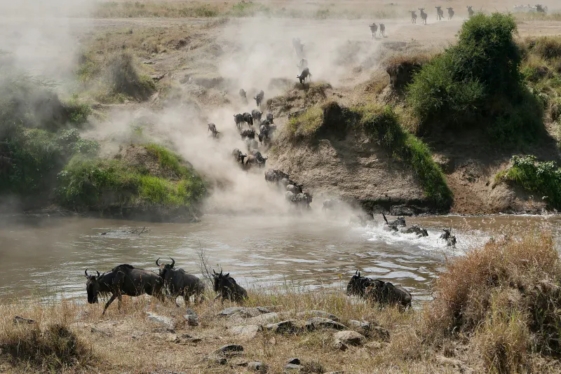 4- Days Maasai Mara Great Migration Safari