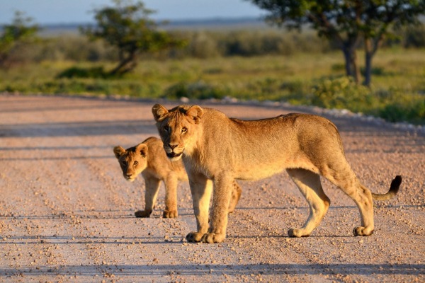 4-Day Fly-In, Fly-Out Safari