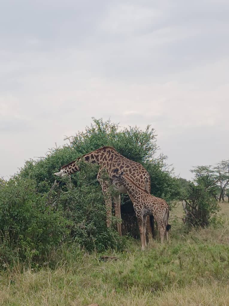 2DAYS EXPLORE THE NGORONGORO CRATER AND TARANGIRE NATIONAL PARK