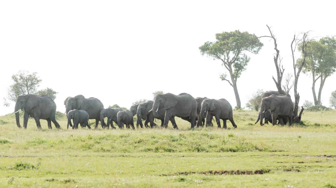 6-Day Northern Circuit: Unveiling Tanzania's Luxury Safari Splendor