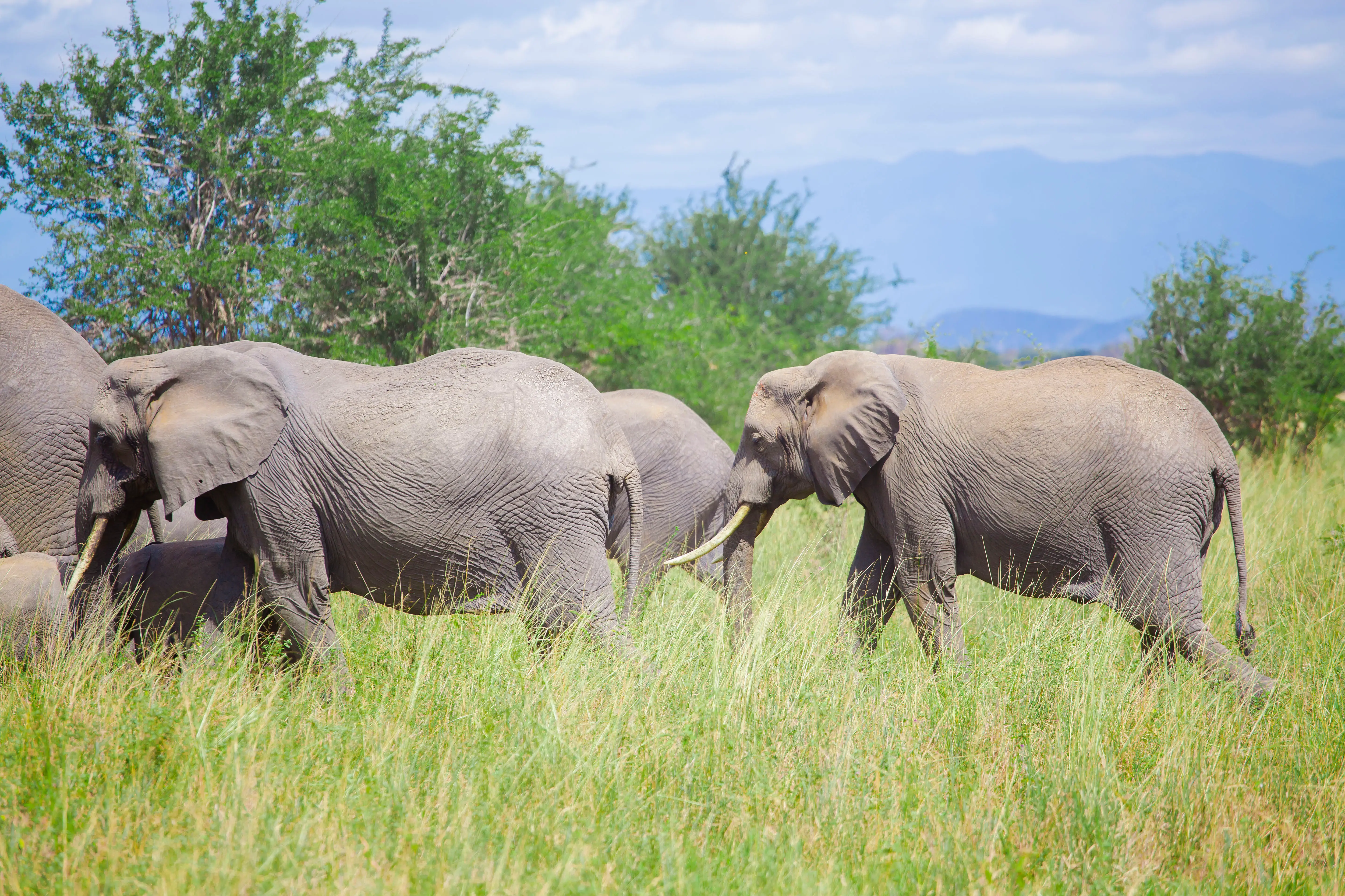 6-Day Signature Luxury Tanzania Safari – Tarangire, Serengeti, Ngorongoro & Lake Manyara