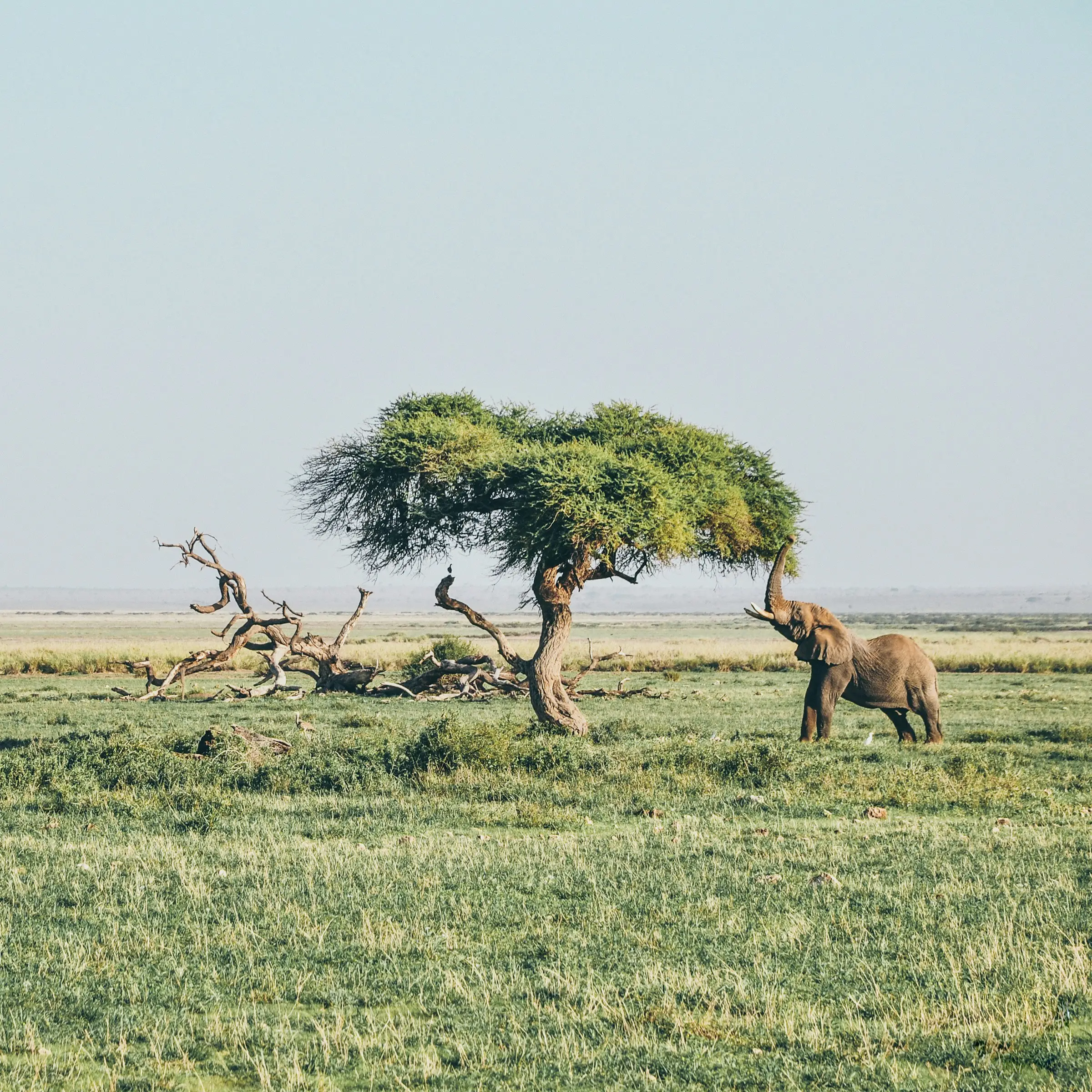 6-Day Tanzanian Safari Where Wildlife Meets Luxury