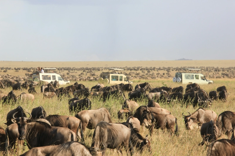 2-Day Fly-in Big Five Safari