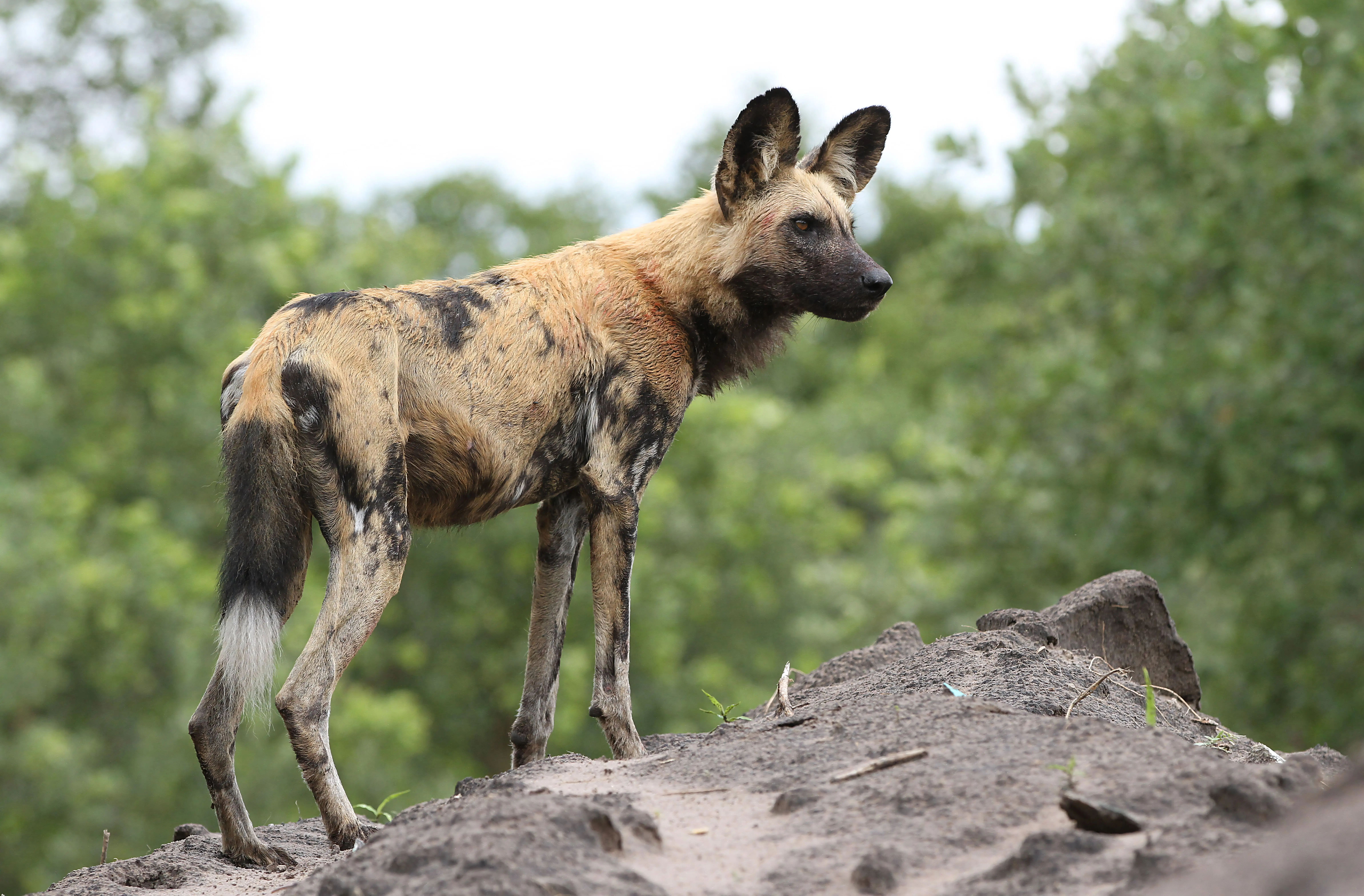 7 Days Classic Central Serengeti Migration Safari Tanzania