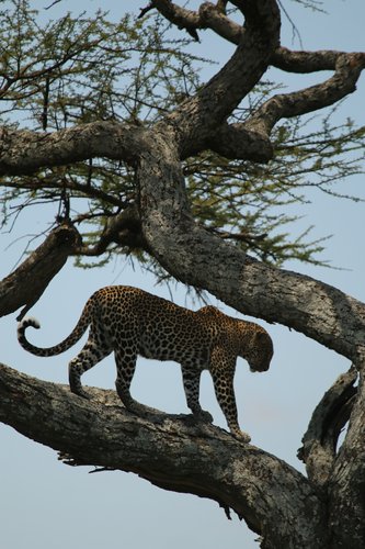 7-Day Serengeti Great Migration Safari-Calvin season - African Tanzanite Safari - Safarigo