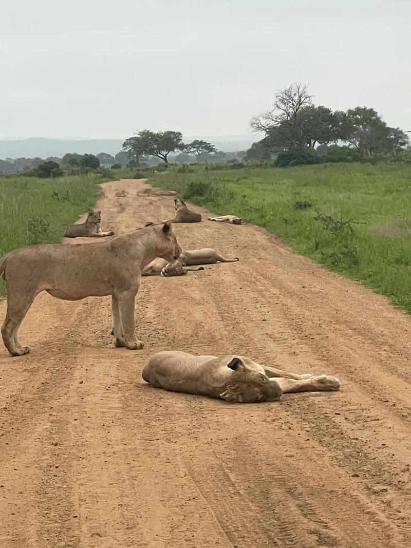 3Days - Mikumi National Park and Maasai Boma Visit (Cultural and Wildlife)