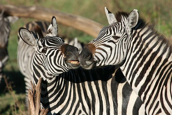 6 Days Tanzania Safari