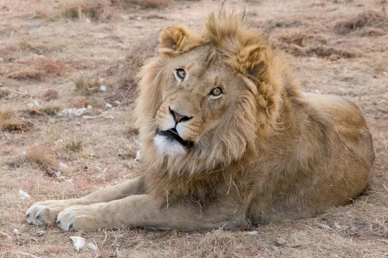 3-Day Midrange to Tarangire, Ngorongoro Crater & Manyara