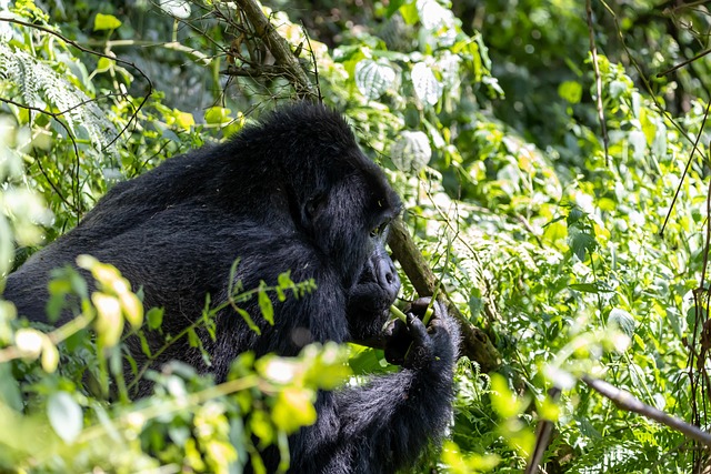 10 Day Camping Wildlife Safari in Uganda