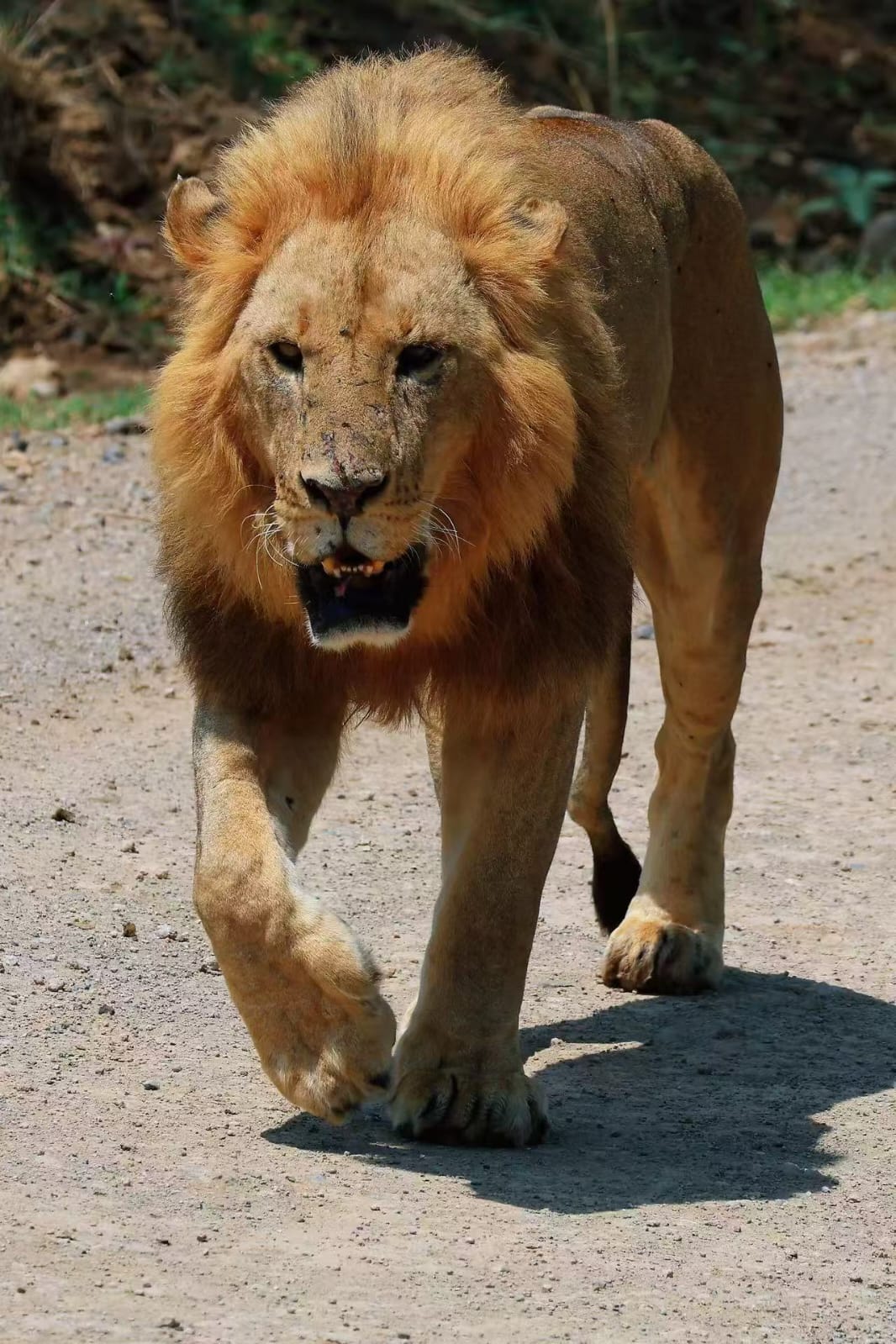 7-Day Kenya Sopa Lodges Mid-Range 4x4 Jeep Safari Adventure