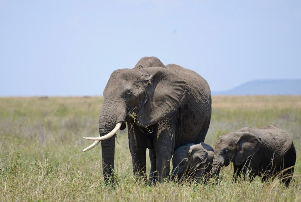 6 Days Best Luxury Tanzania Safari
