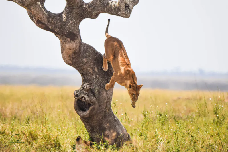6-Day Tarangire, Serengeti and Ngorongoro Crater Midrange Safari