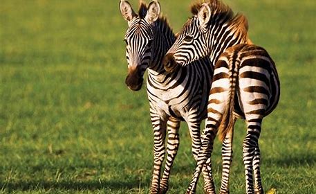 6-DAYS ADVENTURE OF EXPLORING TANZANIAN ICONIC NATIONAL PARKS.
