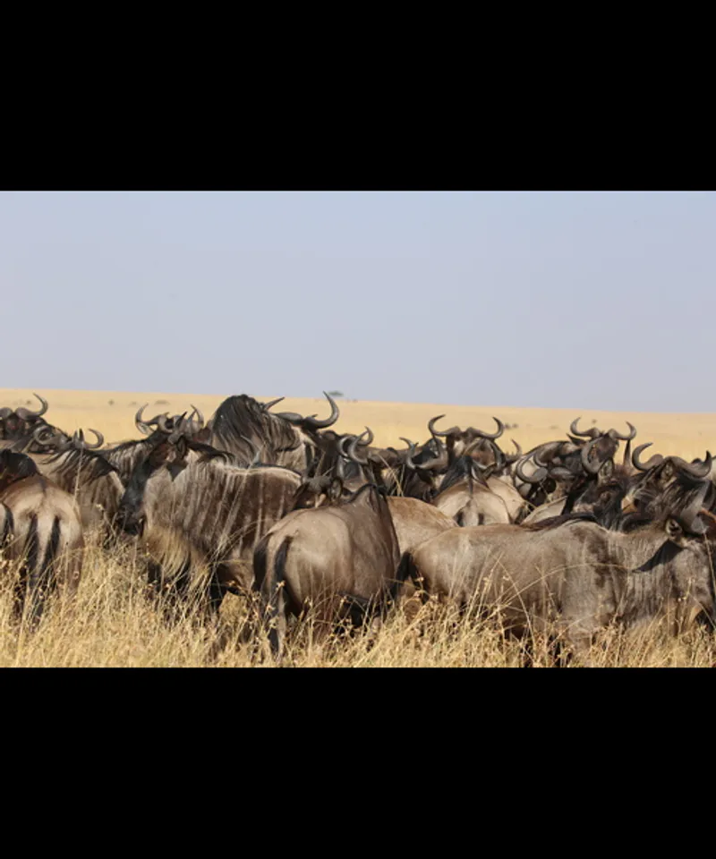 3 Day Maasai Mara Safari Kenya | Budget | Group Joining