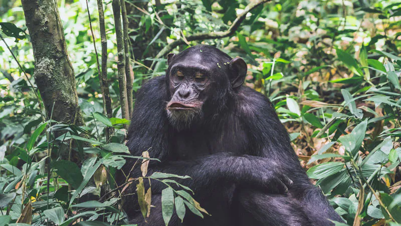10-Day Lake Mburo,Bwindi,Queen Elizabeth NP,Kibale,Semuliki,Murchison Falls