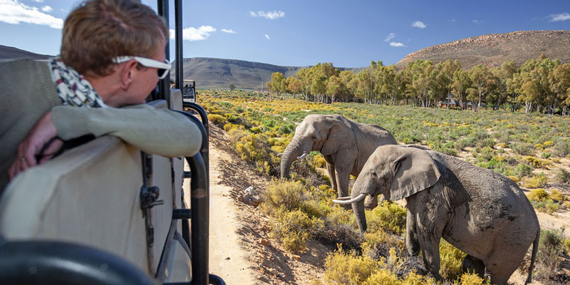 Western Cape Safari & Tours