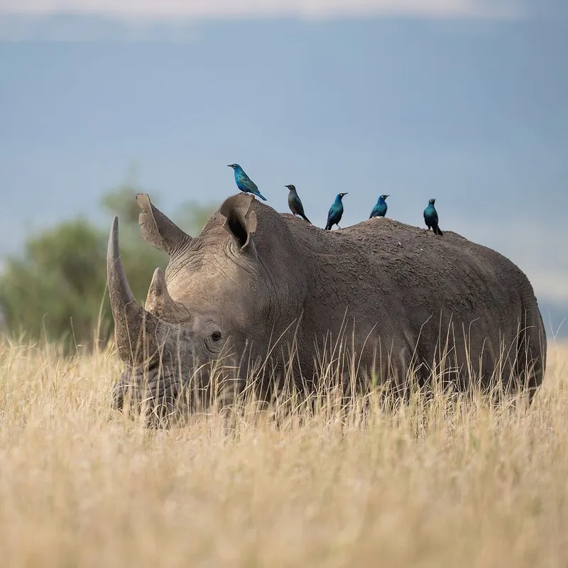 6-Days Fly in Fly Out Safari Explore the Beauty of Tanzania