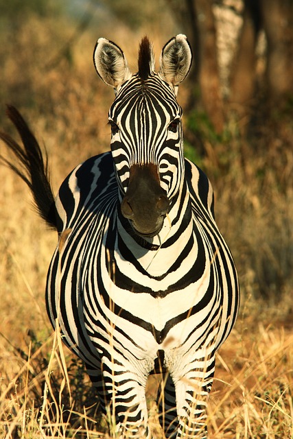 3-Day Selous Tour, Walking And Boat Family Safari.