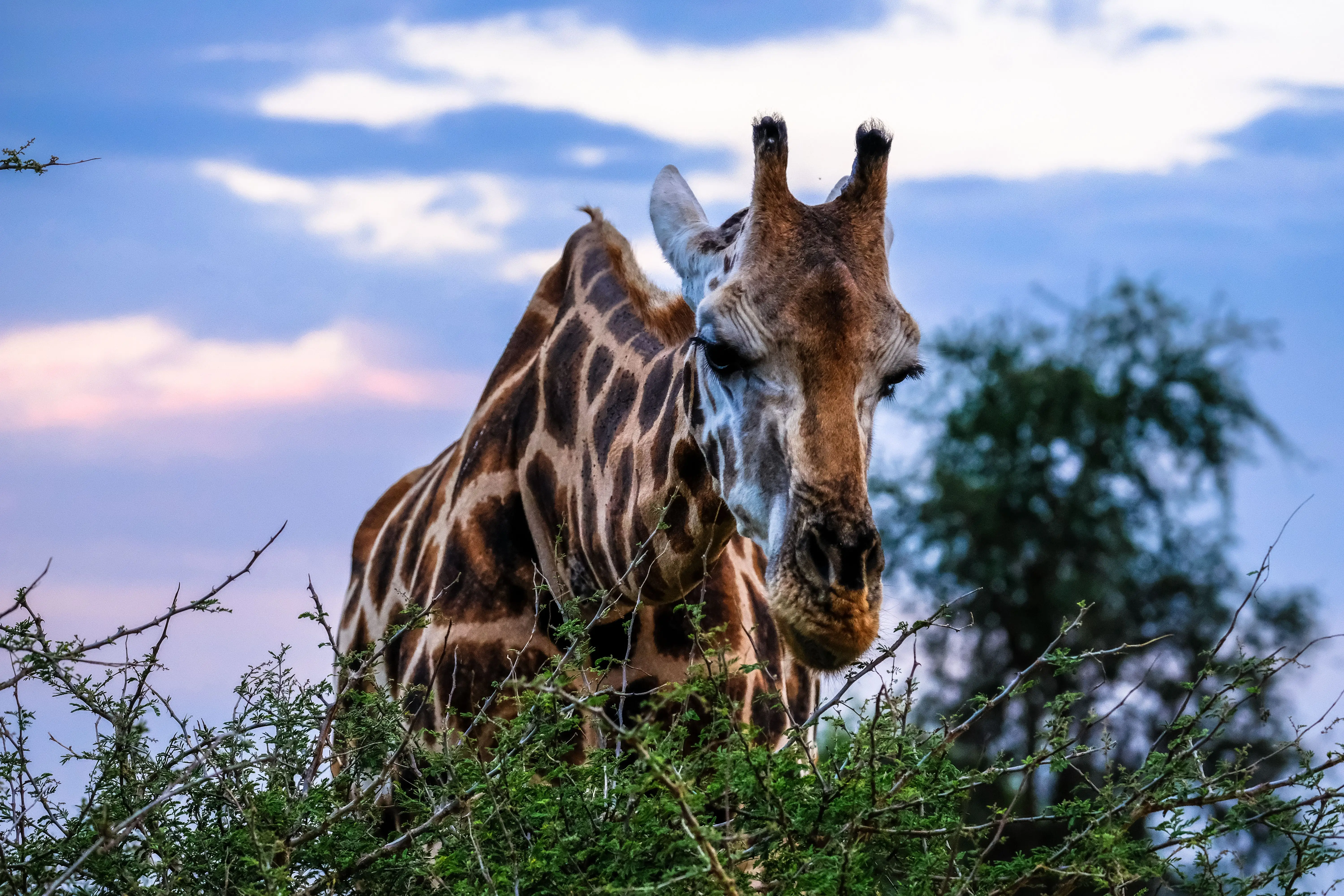 7 Days Honeymoon Migration Retreat Luxury Safari