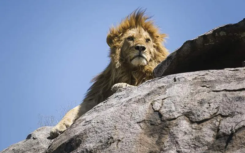 5-Day South Serengeti NP and Ngorongoro Crater