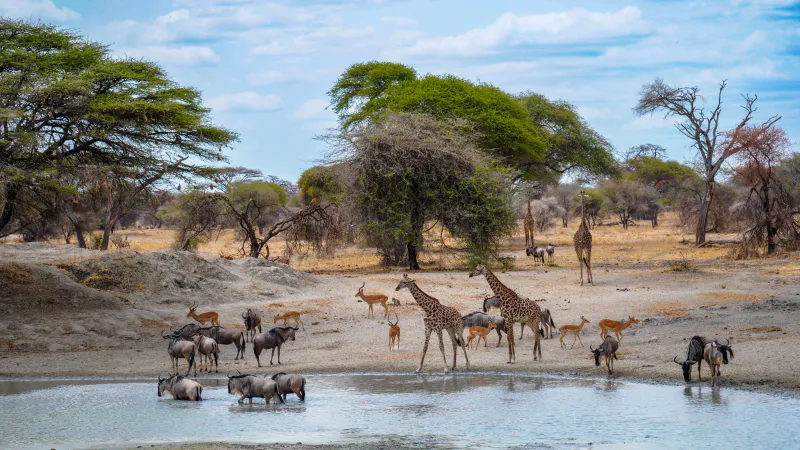 7 Days Migration Explorer Safari Tanzania Wildlife Experience