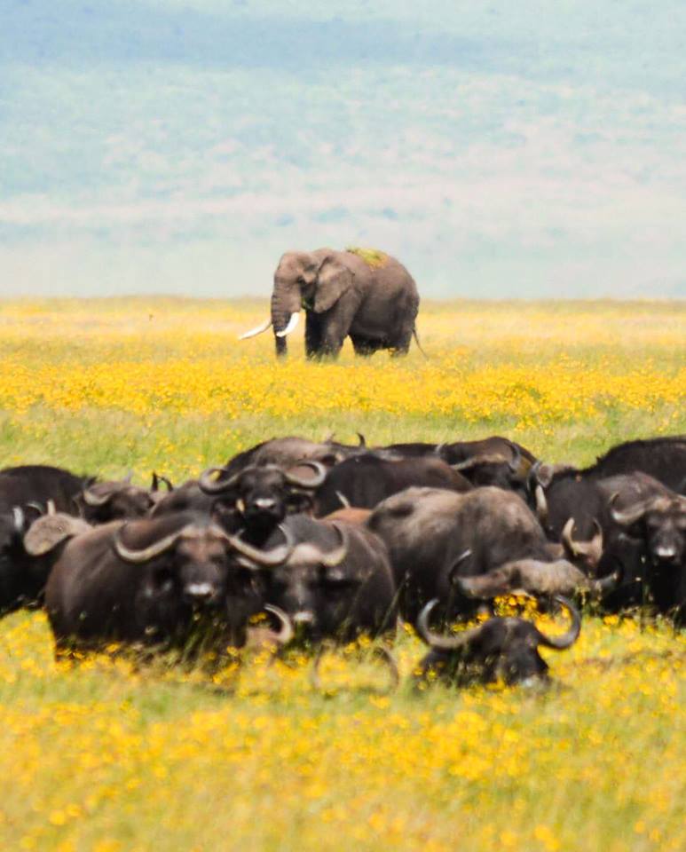 8-Day Migration Safari