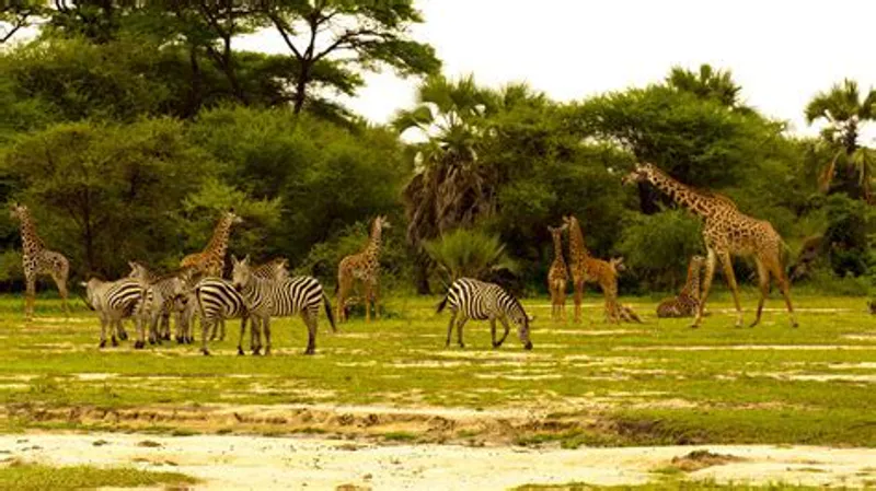 5-Day Magical Serengeti Adventure