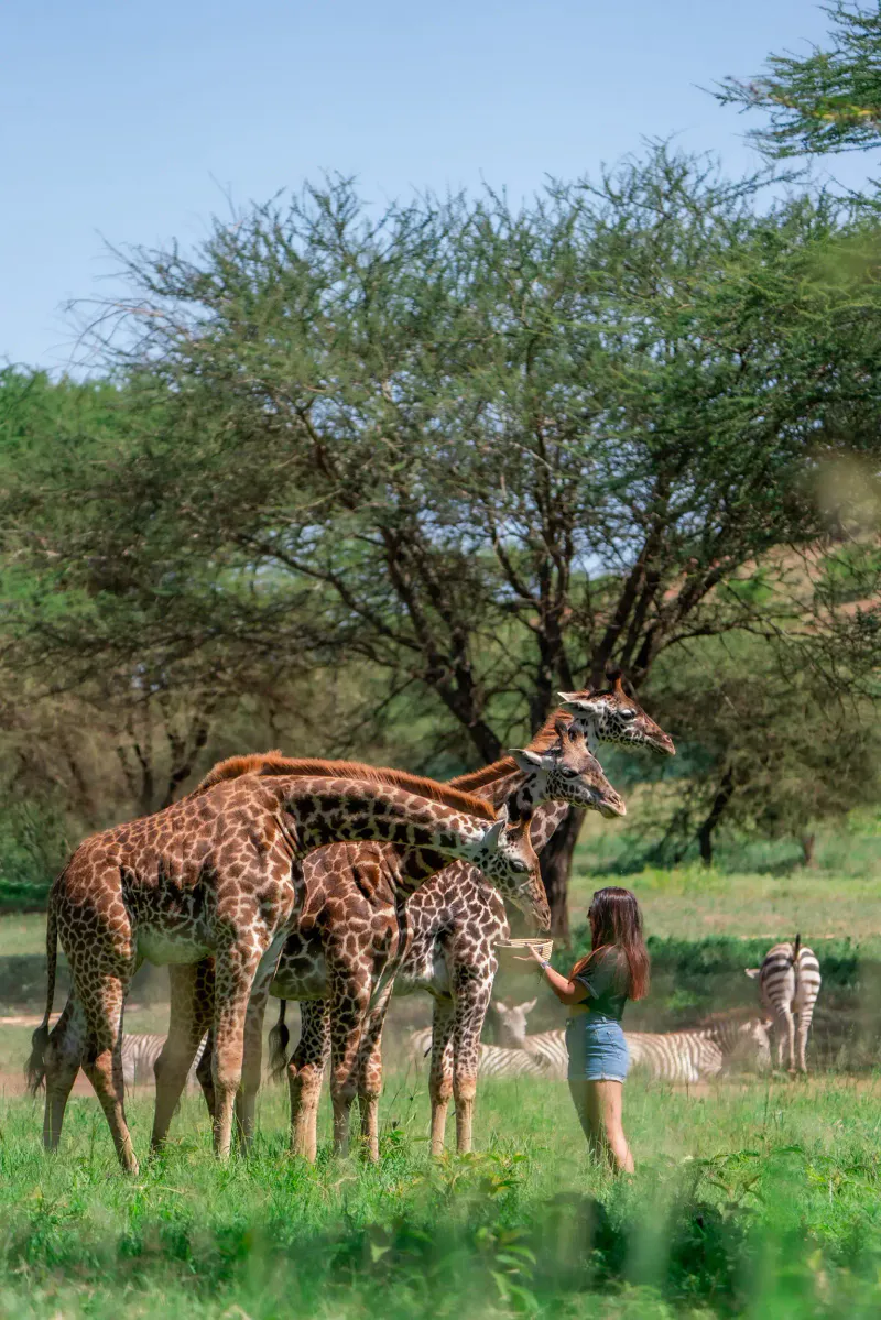 Day Trip Serval Wildlife