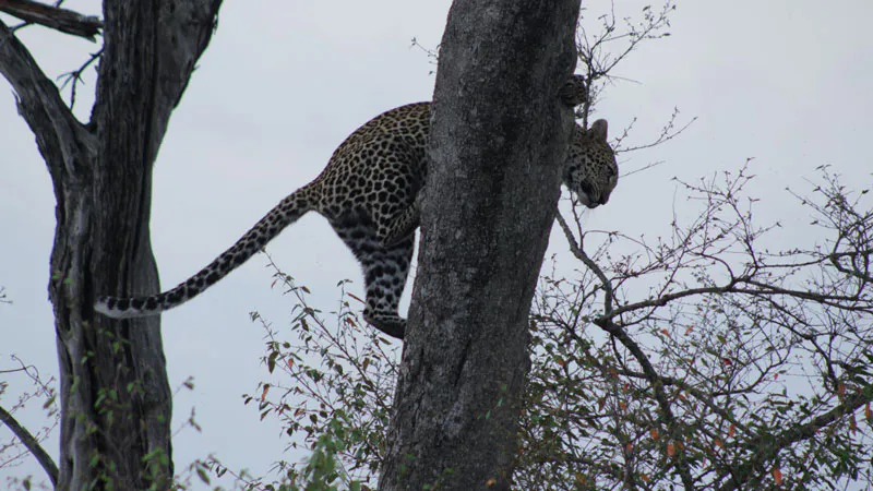 7 Days-Ultimate Northern Tanzania Safari Experience