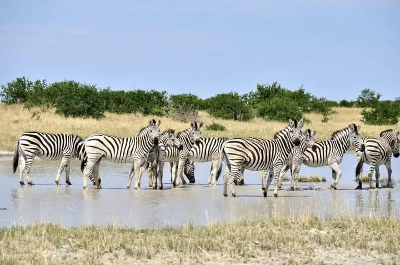 6-days Explore Boteti River, Nxai pan (NP) and Makgadikgadi salt pan