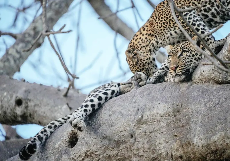 5 Days Luxury Safari (Serengeti, Ngorongoro Crater And Tarangire )