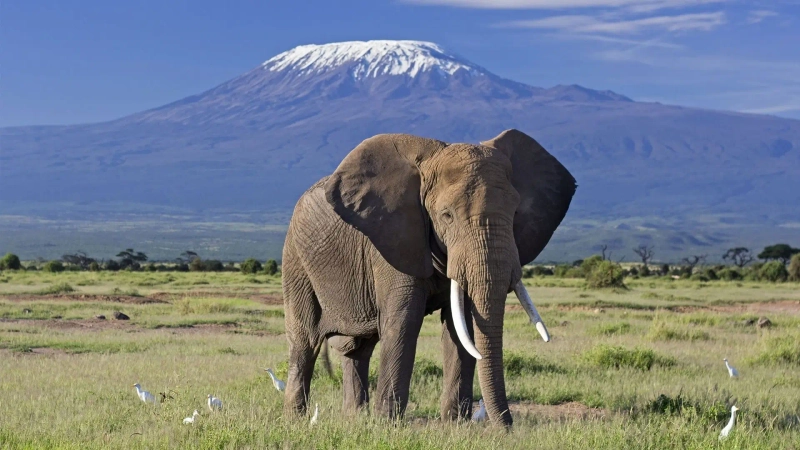 10-Day Tanzania's Wild Plains to Ocean Waves