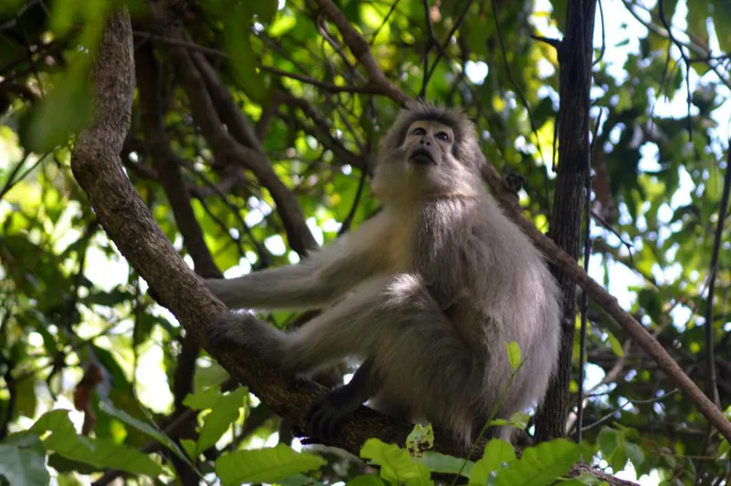3 Tage – Mikumi-Nationalpark und Wanderung im Udzungwa-Gebirge – Sanje-Wasserfälle