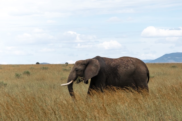 5 Day Ol Pejeta, Lake Nakuru and Maasai Mara Safari