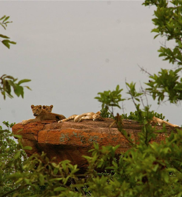 4-Days (Calving Season) - Tarangire, Ndutu, and Ngorongoro Crater