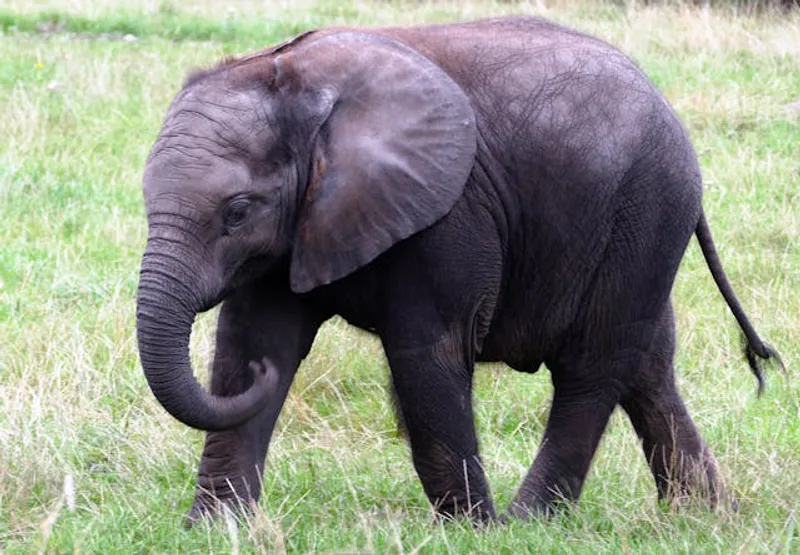 5-Day Unlimited Memories to Northern Serengeti Safari