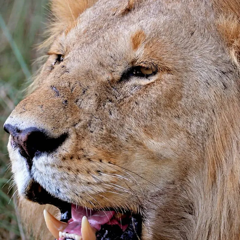 4- Days Midrange Safari,Tarangire Serengeti and Ngorongoro