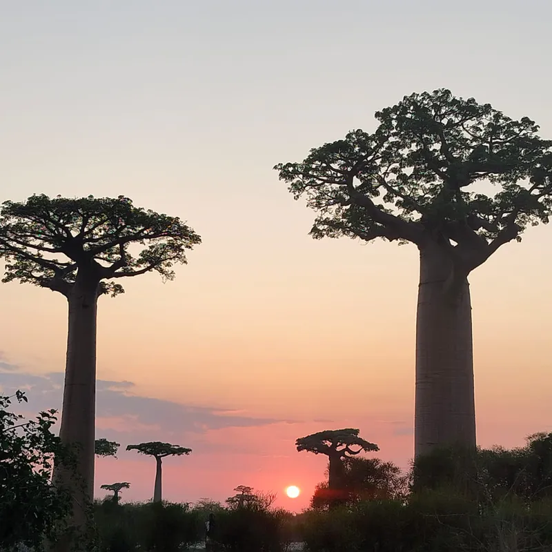 11-Day Forest - Baobab and River Adventure in Madagascar
