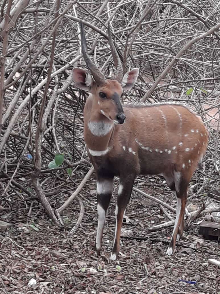 2 in 1 Moremi Game Reserve Day trip