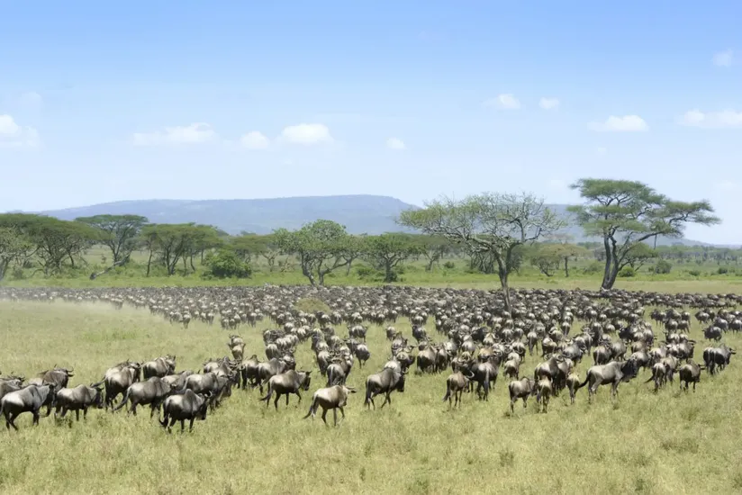 3 Day Tanzania Adventures Safari
