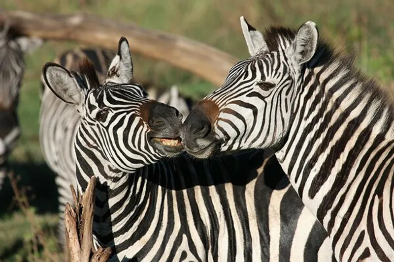 6 Days Tanzania Safari