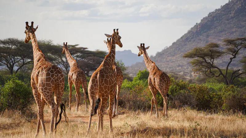 7-Day Luxury Kenya Safari: Samburu, Ol Pejeta & Masai Mara