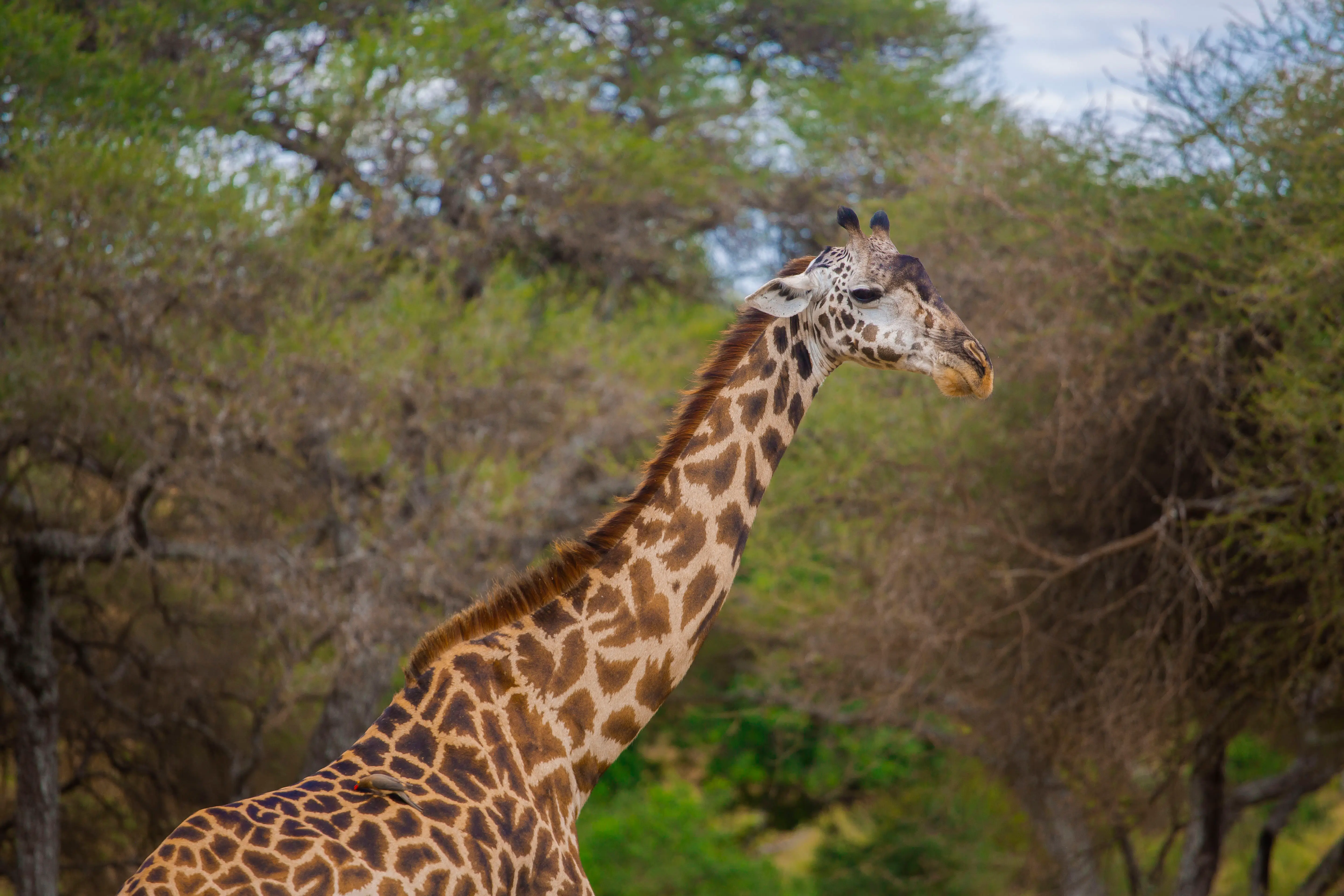 6-Day Classic Tanzania Safari: Tarangire, Serengeti, Ngorongoro & Lake Manyara