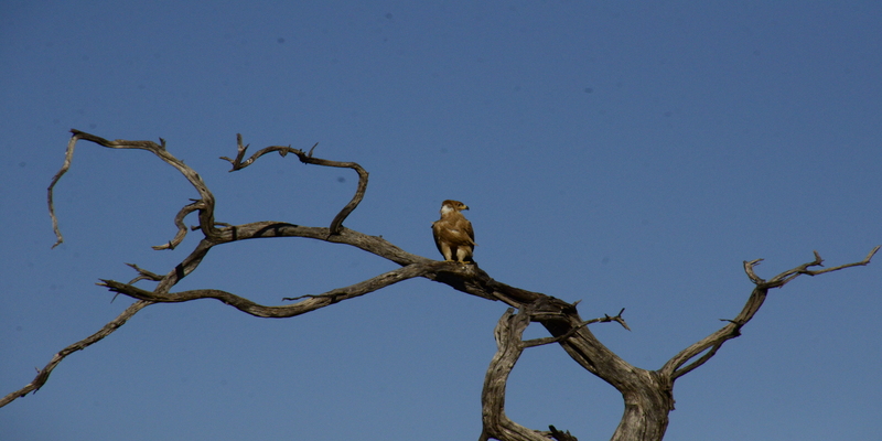 8 Days Cheetah Safari